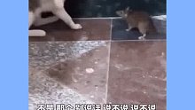 老鼠：你倒是问啊！