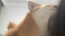 不懂就问：哈吉米这样吸人正常吗？#柴犬 #粘人精 #这我的小狗快看啊