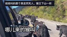 男子川西堵车，赶了一个多小时的牦牛（视频来源：
