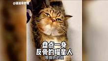 盘点那些一身反骨的猫咪，我就是不服气，咋滴？#反骨猫 #10斤的猫9斤的反骨 #猫咪的迷惑行为 #帮