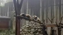 大熊猫避雨顾头不顾尾哈哈太可爱了