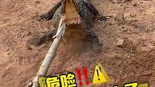 危险‼️⚠️鳄鱼冲上来咬人了#鳄鱼 #鳄珍 #鳄鱼养殖场 #农村创业养殖 #户外