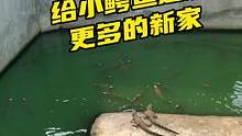 给小鳄鱼建设更多的新家了#鳄鱼 #鳄珍 #鳄鱼养殖场 #农村创业养殖 #户外