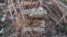 火烧红火蚁，分享快乐 #红火蚁 #红火蚁入侵 #消灭红火蚁 #野外