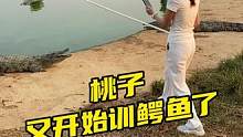 桃子又开始训鳄鱼了#鳄鱼 #鳄珍 #鳄鱼养殖场 #农村创业养殖 #户外