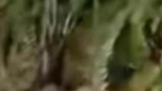 棍棒底下出孝子#動物配音 #滿級大孝子 #人類幼崽 #配音 #看一遍笑一遍