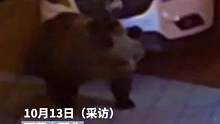 两只棕熊深夜进酒店闲逛，工作人员：不害怕这面面经常见