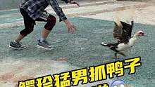 鳄珍猛男抓鸭子喂鳄鱼啦#鳄鱼 #鳄珍 #鳄鱼养殖场 #农村创业养殖 #户外