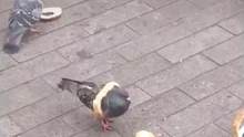 还以为是哪个缺德的人把面包圈套在#鸽子 身上，没想到竟然是它自己，我就想知道它等下该怎么飞回去#动物