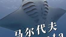 马尔代夫究竟能看见多少manta同框#水下摄影 #马尔代夫 #潮流运动的n种打开方式 