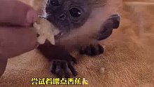 国外大叔在垃圾堆发现了只刚出生的小猴，好心收养后成为儿子最好的羁