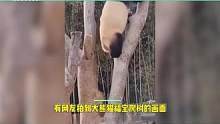 功夫熊猫名不虚传，福宝一改往日兔子蹦上树法，爬树已经丝滑如猴 #大熊猫福宝 #明星八卦