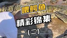 盘点喂鳄鱼的精彩锦集 很解压，看完你想不想也来喂一下#解压视频 #鳄珍 #鳄鱼