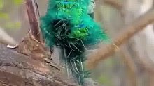 绿孔雀摆尾！绿孔雀有3个亚种，主要分布于东南亚国家