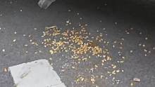 面包车内装吸尘器偷走6000斤玉米#玉米