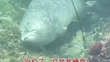 第一次见海豹在海底睡觉