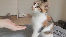 训三个月小猫握手