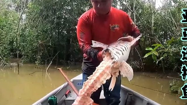 荒野垂钓：渔民在亚马逊河布置大量串钩捕鱼，结果渔获被咬成骨架
