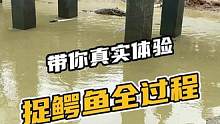 真实体验捉鳄鱼的全过程 ，哪个男人顶得住啊#鳄鱼 #真实户外 #日常生活