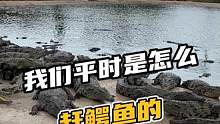 真实赶鳄鱼现场 ，是不是和你想象的不一样#鳄珍 #鳄珍鳄鱼养殖基地