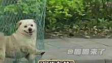 “它还在笑”短短四个字就让人好难过#流浪狗