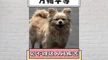 明明自己都过得不尽人意，却还是看不得这人间疾苦#流浪狗 #每个生命都应该被尊重 #破防了 #情感共鸣