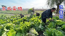 今年菜农太难了，500斤白菜125块钱，腌制成东北酸菜，能吃一冬天