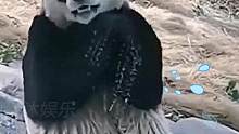这挖煤的孩子洗洗还能要#国宝熊猫日常 #熊猫玩耍视频