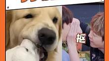 这两只#狗狗 多少有点暧昧了 #搞笑 #可爱 #王栎鑫  #陆虎