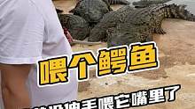喂鳄鱼就差没伸它嘴巴里喂了 ，都吃一样的东西，为什么这只长这么大啊#鳄珍鳄鱼养殖基地 #记录生活