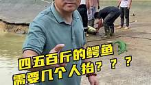 四五百斤的鳄鱼，需要几个人抬？#鳄鱼 #鳄珍 #鳄鱼养殖基地
