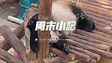 假期去沈阳动植物公园，大熊猫怎么一直在睡觉哈 #大熊猫