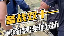 抓鳄鱼现场 备战双十一，鳄珍猛男集体行动#鳄鱼 #鳄珍 #抓鳄鱼