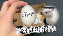 某多多7块大洋一颗的柯尔鸭蛋究竟能孵出什么牛马？？