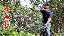 大山里的这种水果，一斤卖到10元，农村大妈靠摘它一天收入800元