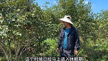 小伙承包1000亩山搞种植！全靠种这不起眼的果树，年收入100万