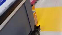 流浪猫去超市觅食，演技爆发一秒变“瘸”#猫咪 #万万没想到