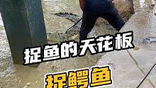 这不比捉草鱼啥的强？ 真实户外捉鳄鱼！！#真实户外 #记录生活