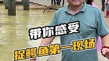 带兄弟们第一现场捉鳄鱼 ，这鳄鱼是喝多了吗，为什么一动不动！#鳄鱼 #日常生活