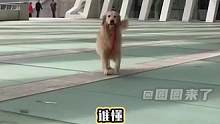 别再让狗狗为人类的错误买单