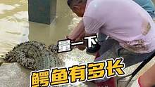 你们猜一下这条鳄鱼有多长？ 鳄鱼哥量的正确吗？#日常 #记录真实生活