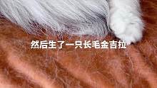 家人们帮我看看，这只真的是长毛金吉拉吗？爸妈都是银渐层短毛#金吉拉 #猫咪