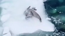 面对躲在冰面上的海豹，虎鲸集体使出了绝招