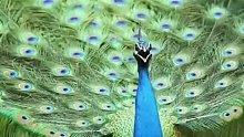 快许愿！听奶奶说运气好到爆的人才会遇到孔雀鸣叫