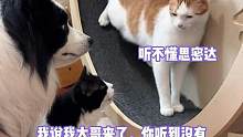 狗：误伤了哈兄弟 #娱乐评论大赏 #看一遍笑一遍 #猫咪 #狗狗