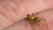 好漂亮的小蜘蛛 好想镀了一层金 
#昆虫 #大自然在我手中