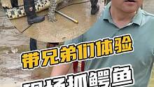 现场抓鳄鱼 带兄弟们体验现场抓鳄鱼#鳄鱼 #鳄珍鳄鱼养殖基地 #鳄鱼养殖场