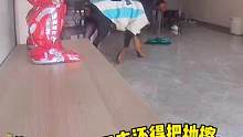 #养狗防老 谁说小狗没用了！请看vcr!#狗狗 #万万没想到 cr：@杜宾跳跳