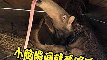 啊？舌头一出来直接把我小脑勾走了！#食蚁兽 #震惊 #万万没想到