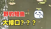 野钓鲤鱼大接口，难得一见！